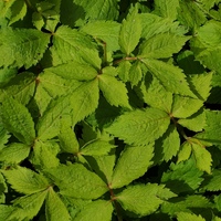 Hylomecon japonica 